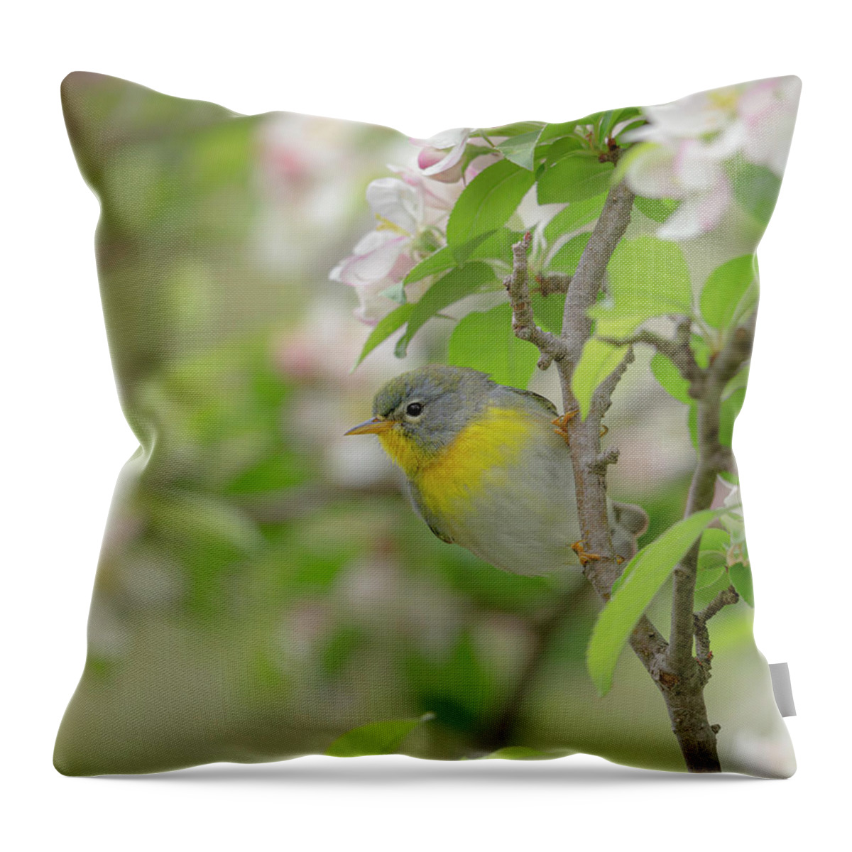 Biggest Week In American Birding Throw Pillow featuring the photograph Springtime by Maresa Pryor-Luzier
