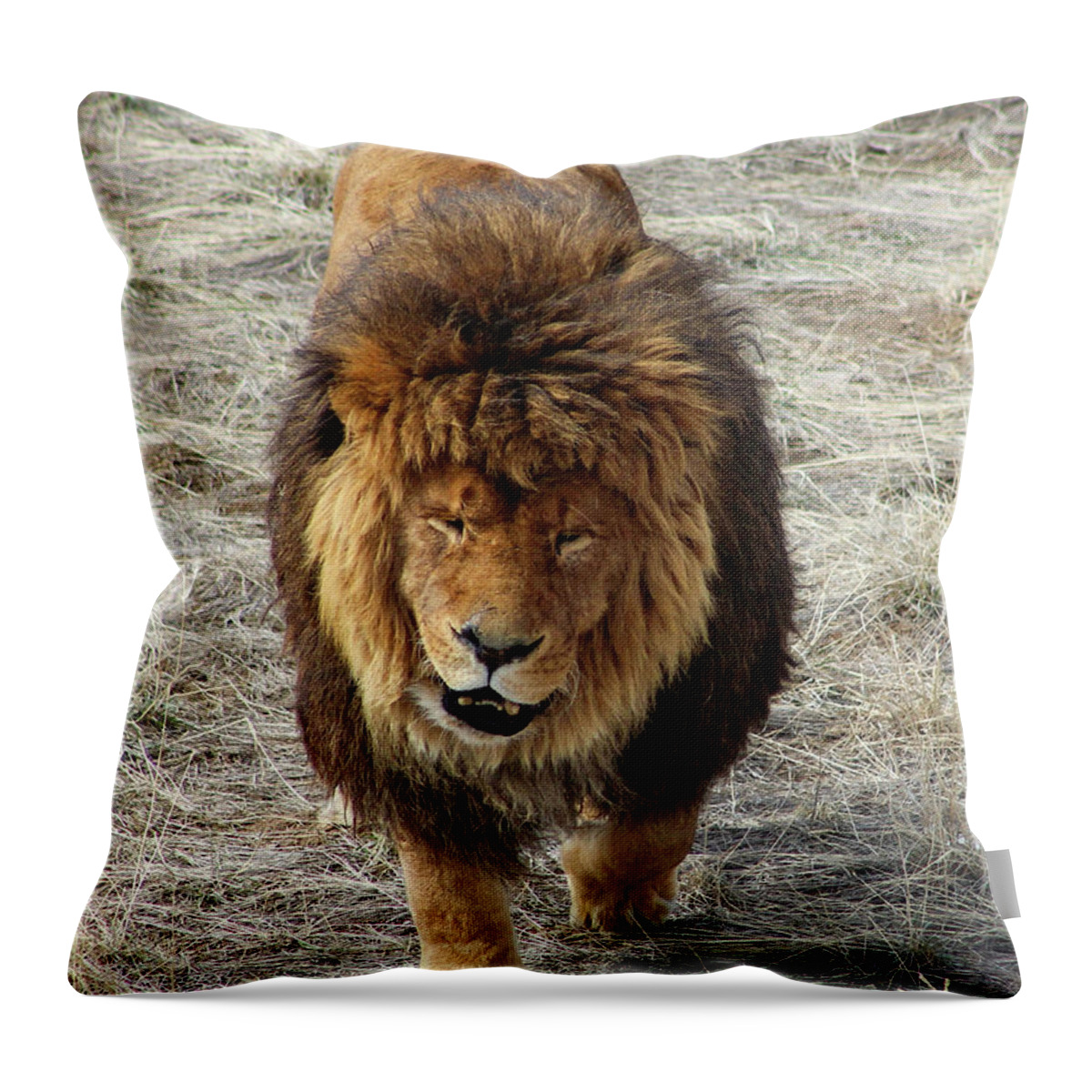 Lion Throw Pillow featuring the photograph Straight on Lion by Shirley Dutchkowski