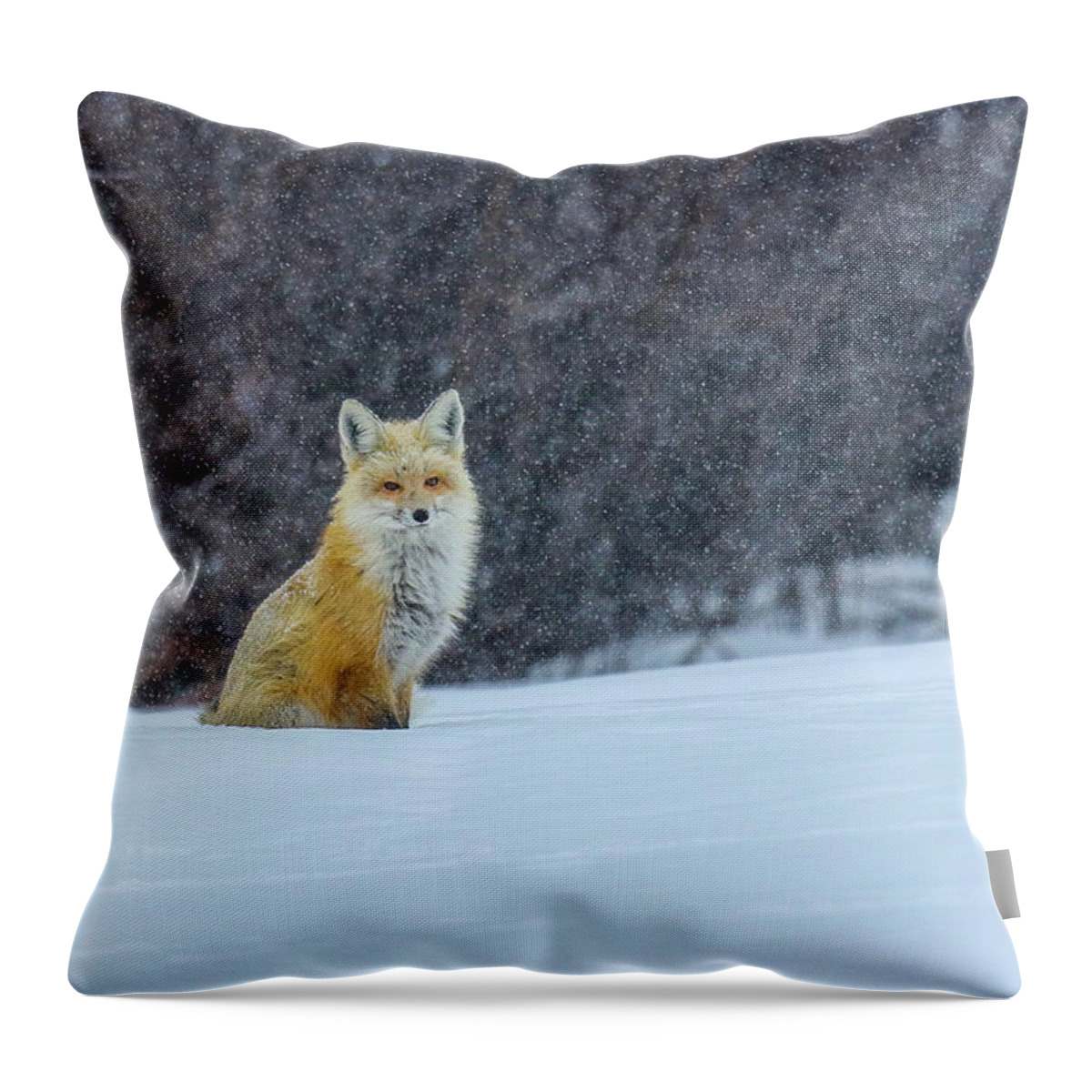 Fox Throw Pillow featuring the photograph Stagecoach Trail 2 by Kevin Dietrich