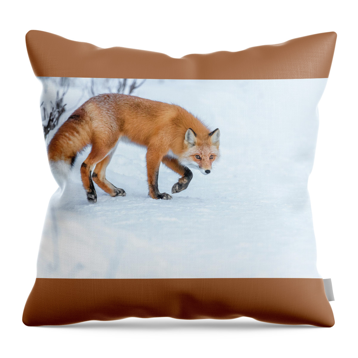 (vulpes Vulpes) Throw Pillow featuring the photograph Stalking Red Fox by James Capo
