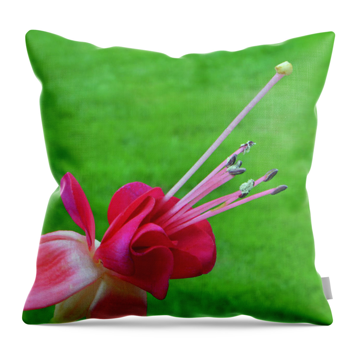 Fuchsia Throw Pillow featuring the photograph Stamen of Fuchsia by Terence Davis