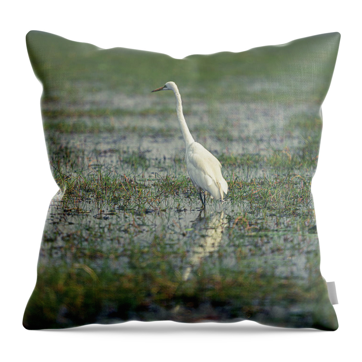 #look # Eyes #birds #feathers #eyes #color #colour #alone #white #swamp Throw Pillow featuring the photograph Standing Alone by Dheeraj Mutha