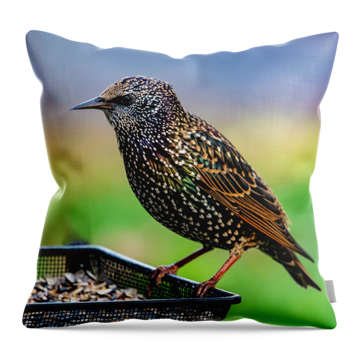 Bird Throw Pillow featuring the photograph Starling In Color by Cathy Kovarik