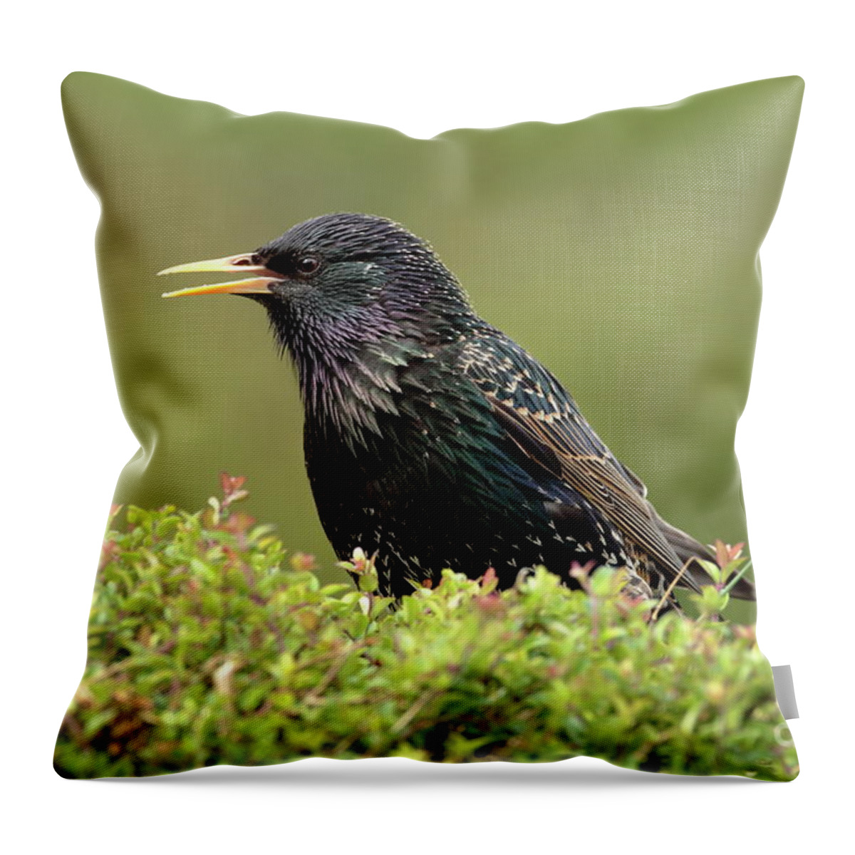Starling Birds Nature Photography Prints Canvas Cards Garden Throw Pillow featuring the photograph Starling by Peter Skelton
