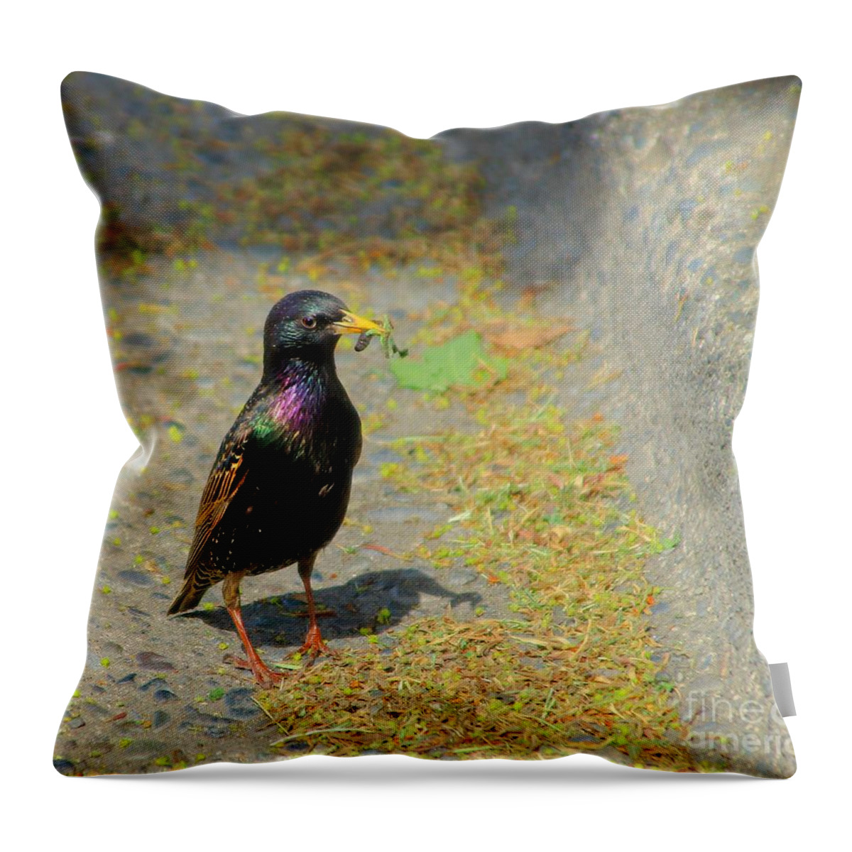 Starling Throw Pillow featuring the photograph Startled Starling by Kimberly Furey