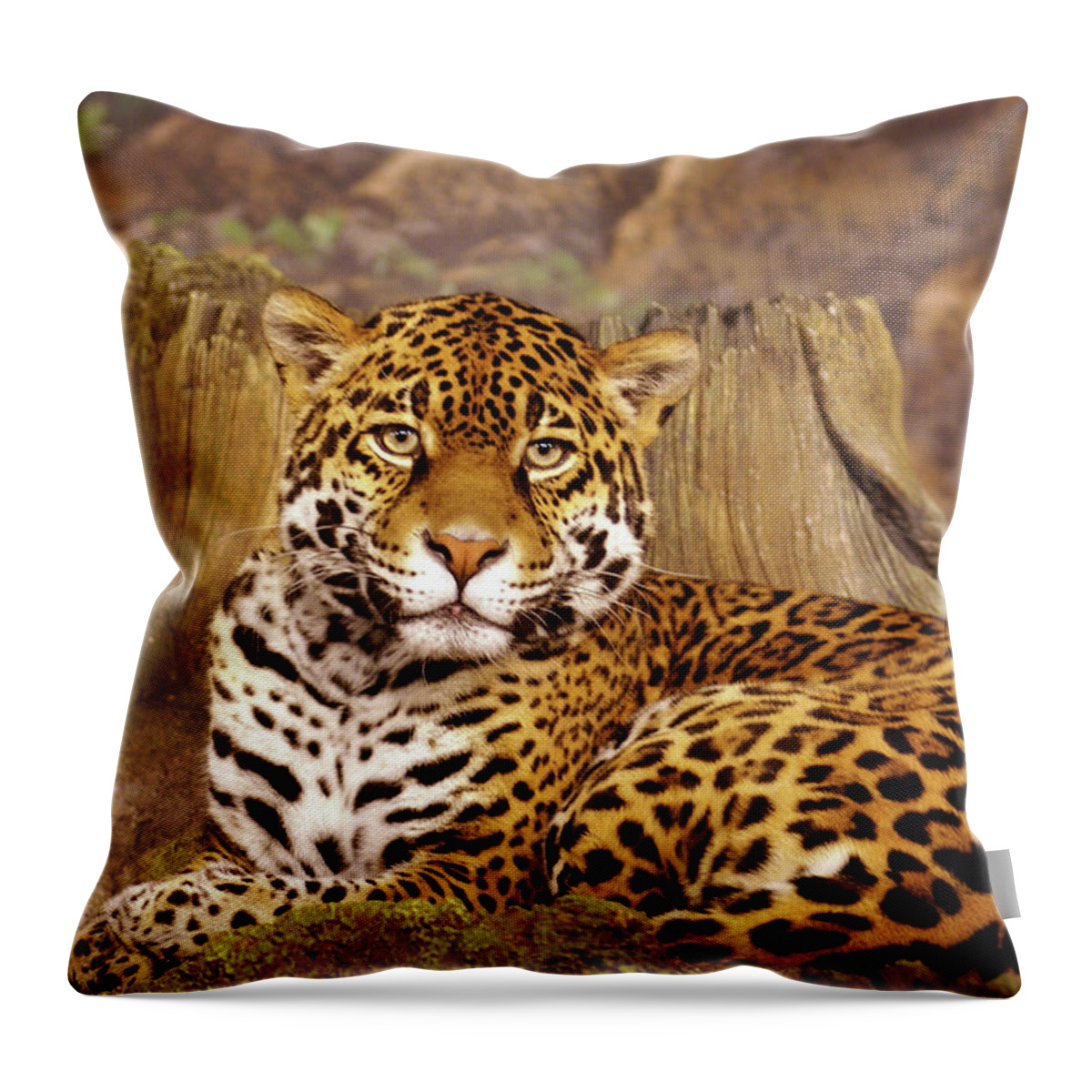 Milwaukee County Zoo Throw Pillow featuring the photograph Stella by Deb Beausoleil