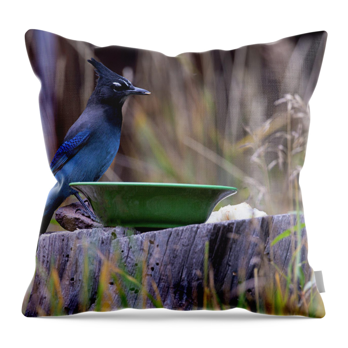 Bird Throw Pillow featuring the photograph Stellar's Jay at Lunch by Steve Templeton