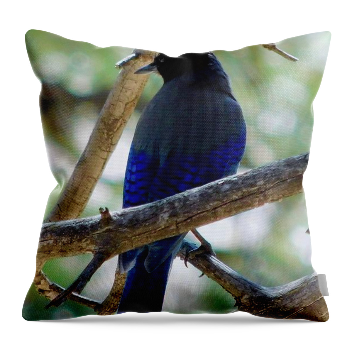 Dan Miller Throw Pillow featuring the photograph Stellar's Jay in the Forest by Dan Miller