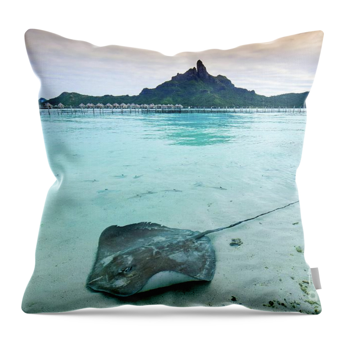 Water Throw Pillow featuring the photograph Stingray in Bora Bora by Ed Stokes