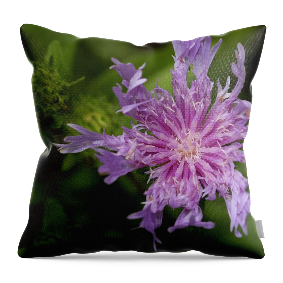 Stoke’s Aster Throw Pillow featuring the photograph Stoke's Aster Flower 3 by Mingming Jiang