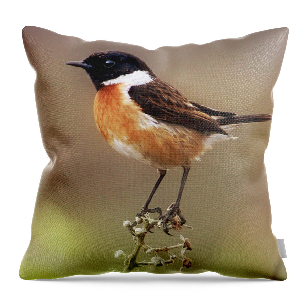 Stonechat Throw Pillow featuring the photograph Stonechat by Terri Waters