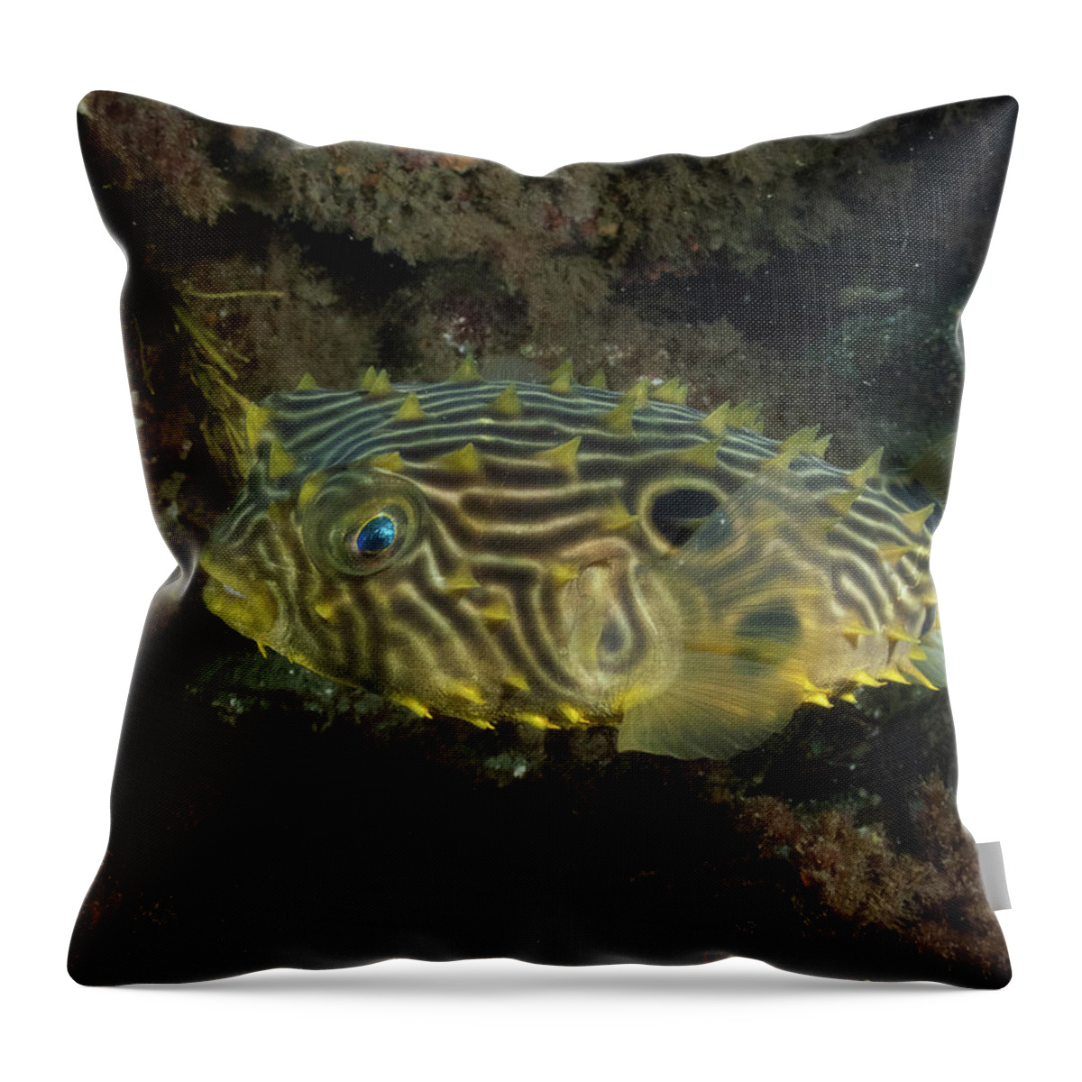 Burrfish Throw Pillow featuring the photograph Striped burrfish by Brian Weber