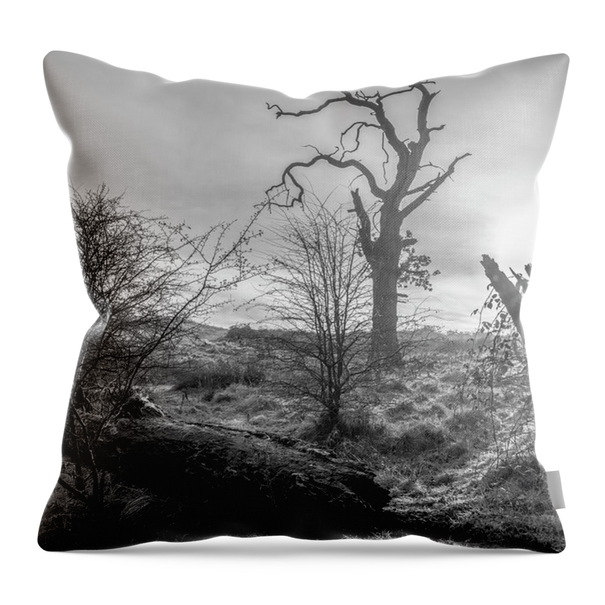 Trees. Old Trees Throw Pillow featuring the photograph Stump by Remigiusz MARCZAK