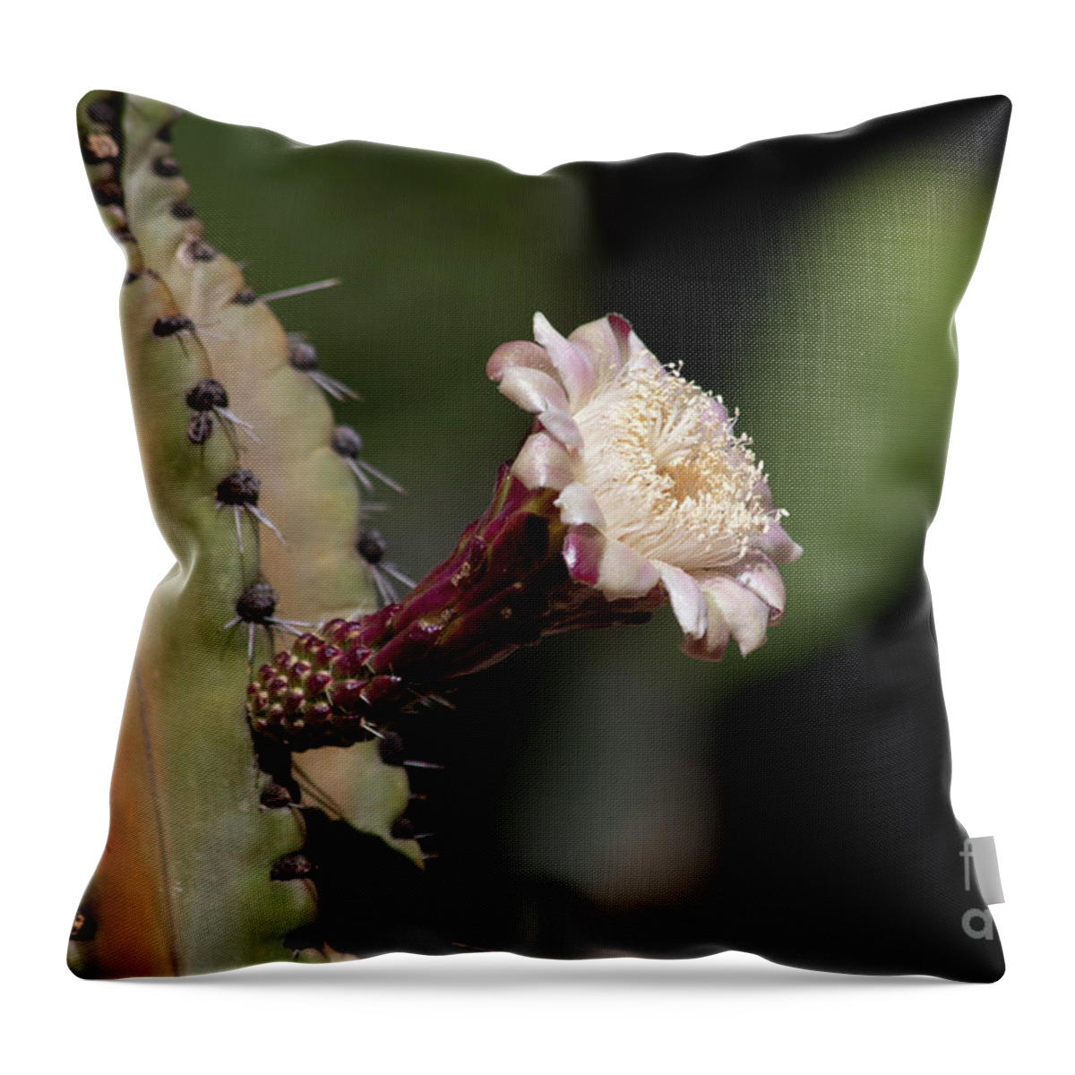 Cactus Flower Throw Pillow featuring the photograph Stunning Cactus Flower by Elisabeth Lucas