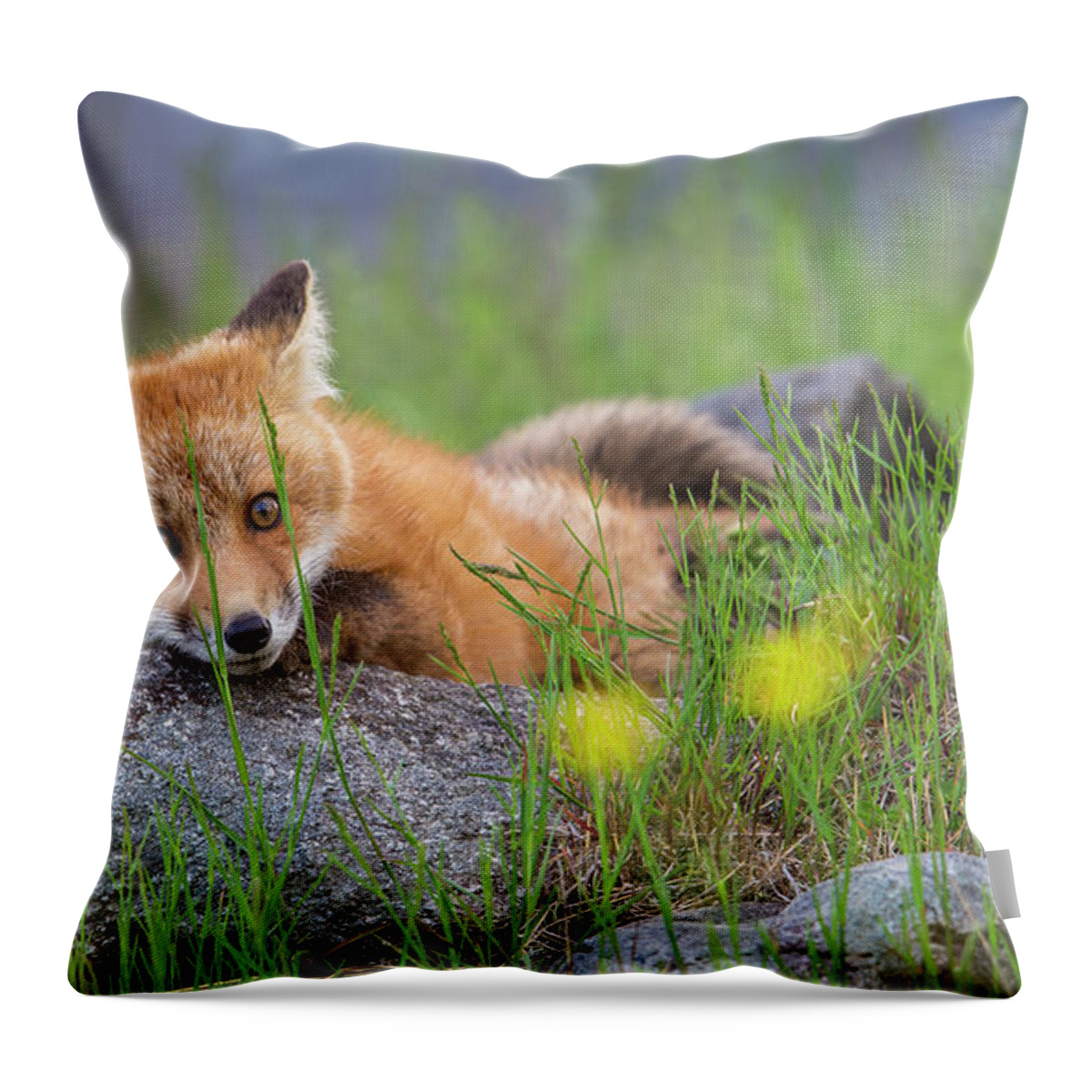 Sugar Throw Pillow featuring the photograph Sugar Hill Fox Resting by White Mountain Images