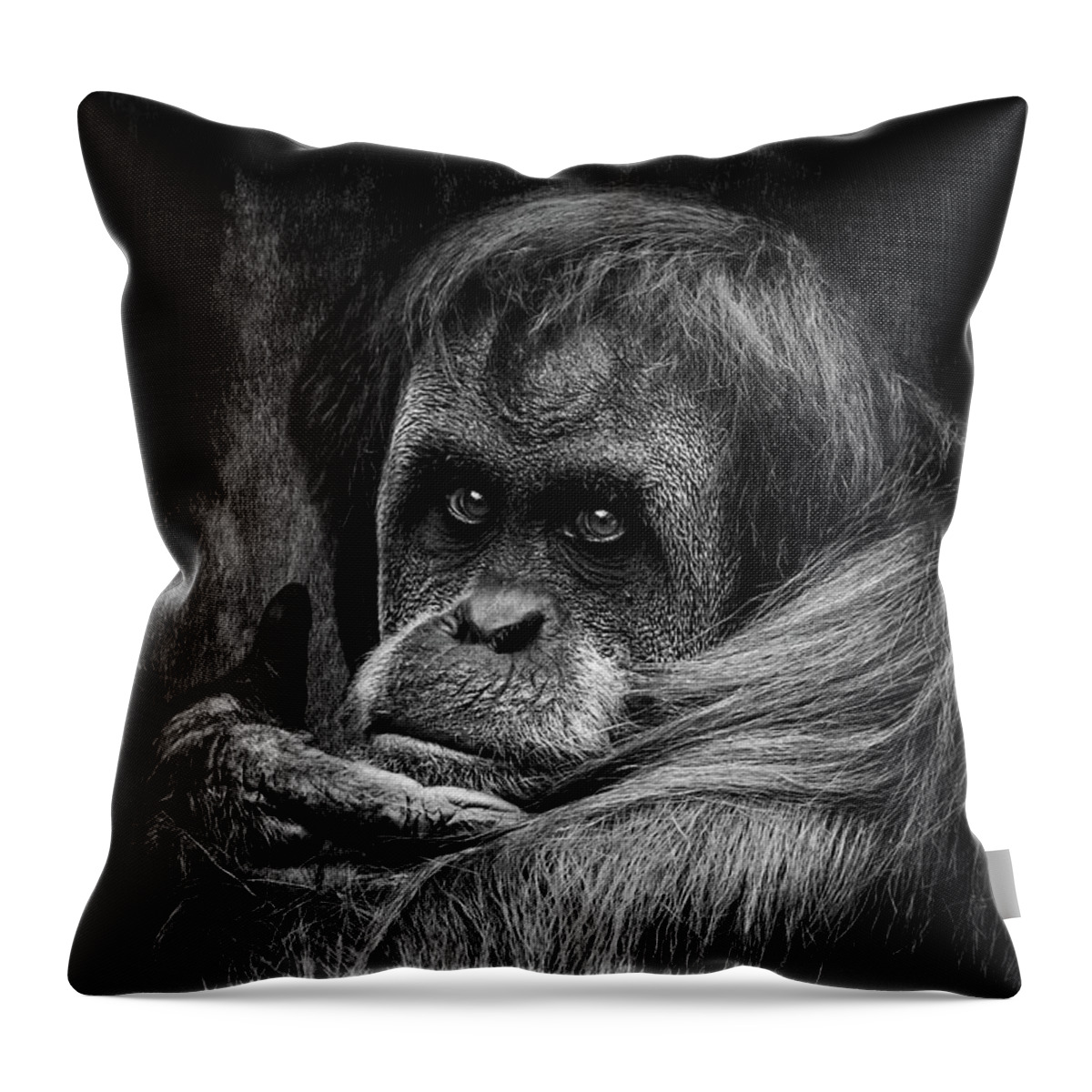 Orangutan Throw Pillow featuring the photograph Sumatran Orangutan by Adrian Evans