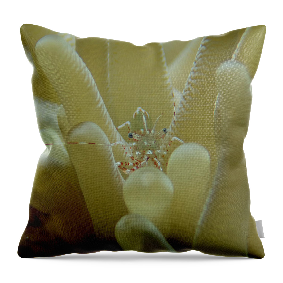 Anemone Throw Pillow featuring the photograph Sun anemone shrimp by Brian Weber