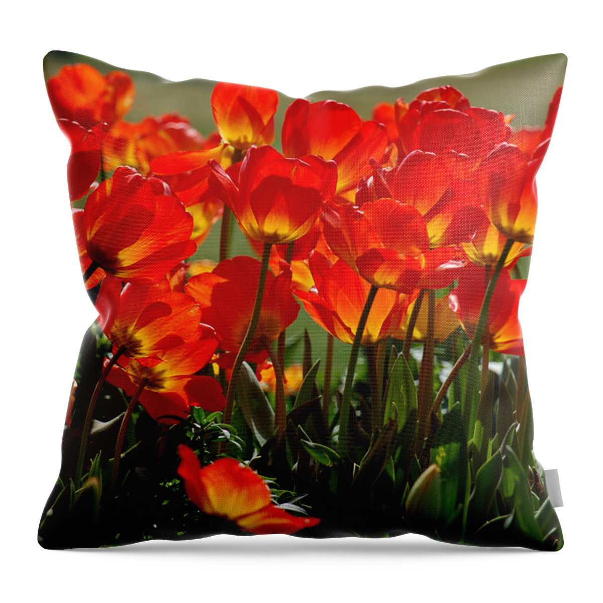 Orange Tulip Throw Pillow featuring the photograph Sun-Drenched Tulips by Suzanne Gaff