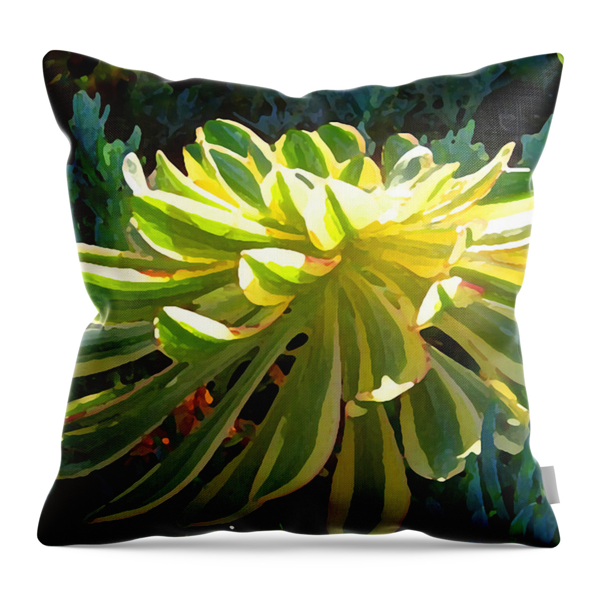 Succulent Throw Pillow featuring the painting Sunburst Succulent on Blue by Amy Vangsgard