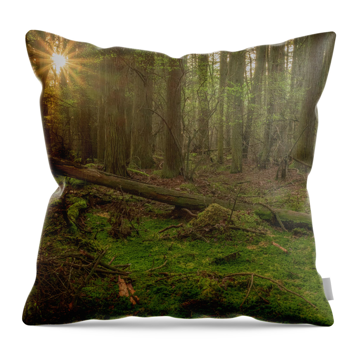 New Jersey Throw Pillow featuring the photograph Sunburst Through The Cedars by Kristia Adams