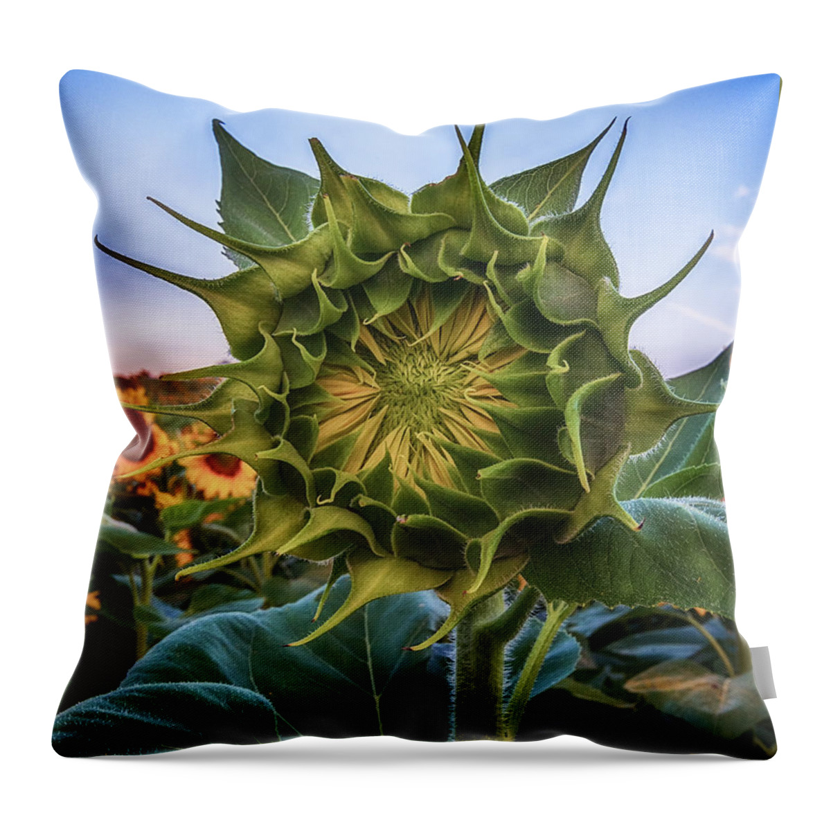 Sunflower Throw Pillow featuring the photograph Sunflower Beginnings by Tricia Louque
