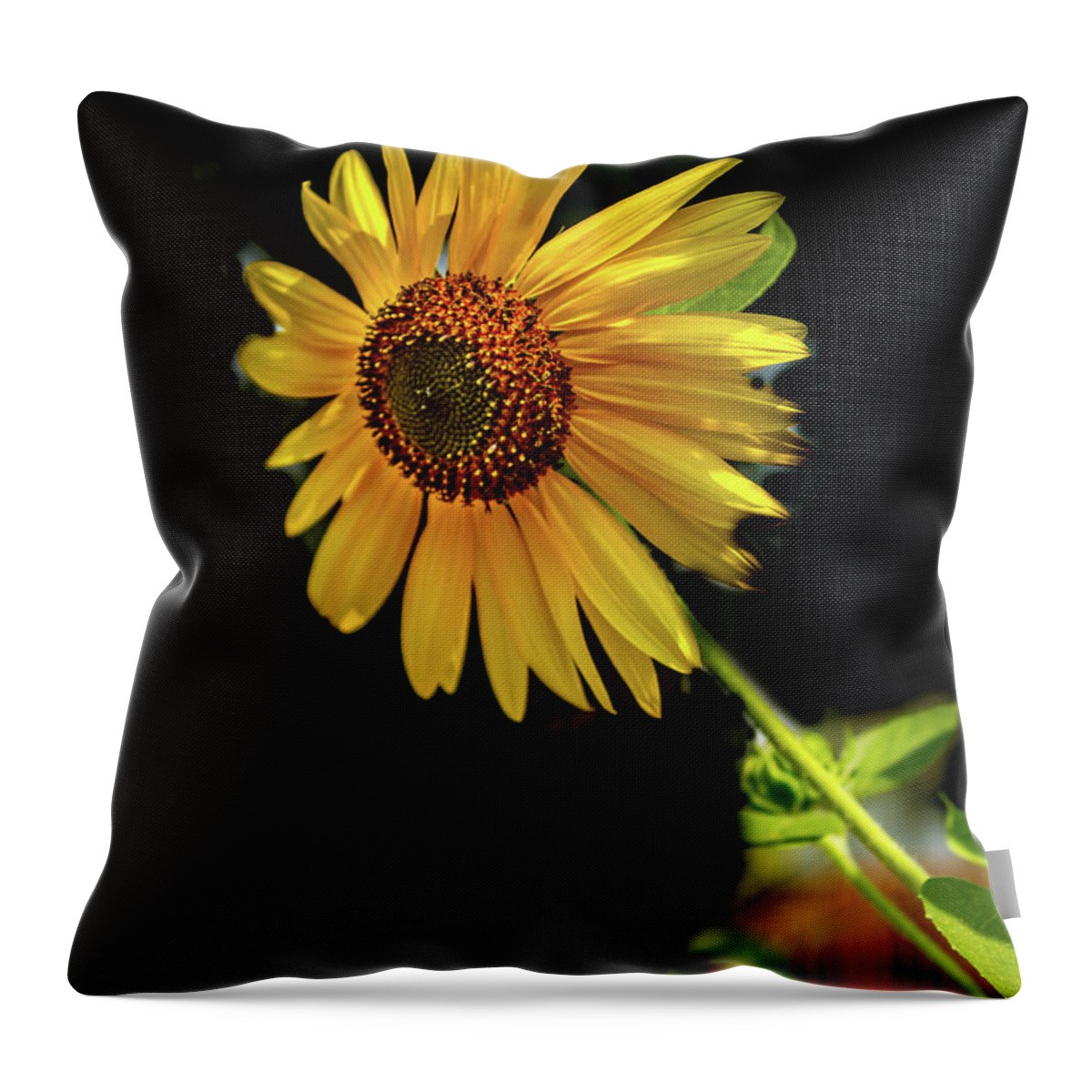 Sunflower Throw Pillow featuring the photograph Sunflower On Black Background by Robert Bales