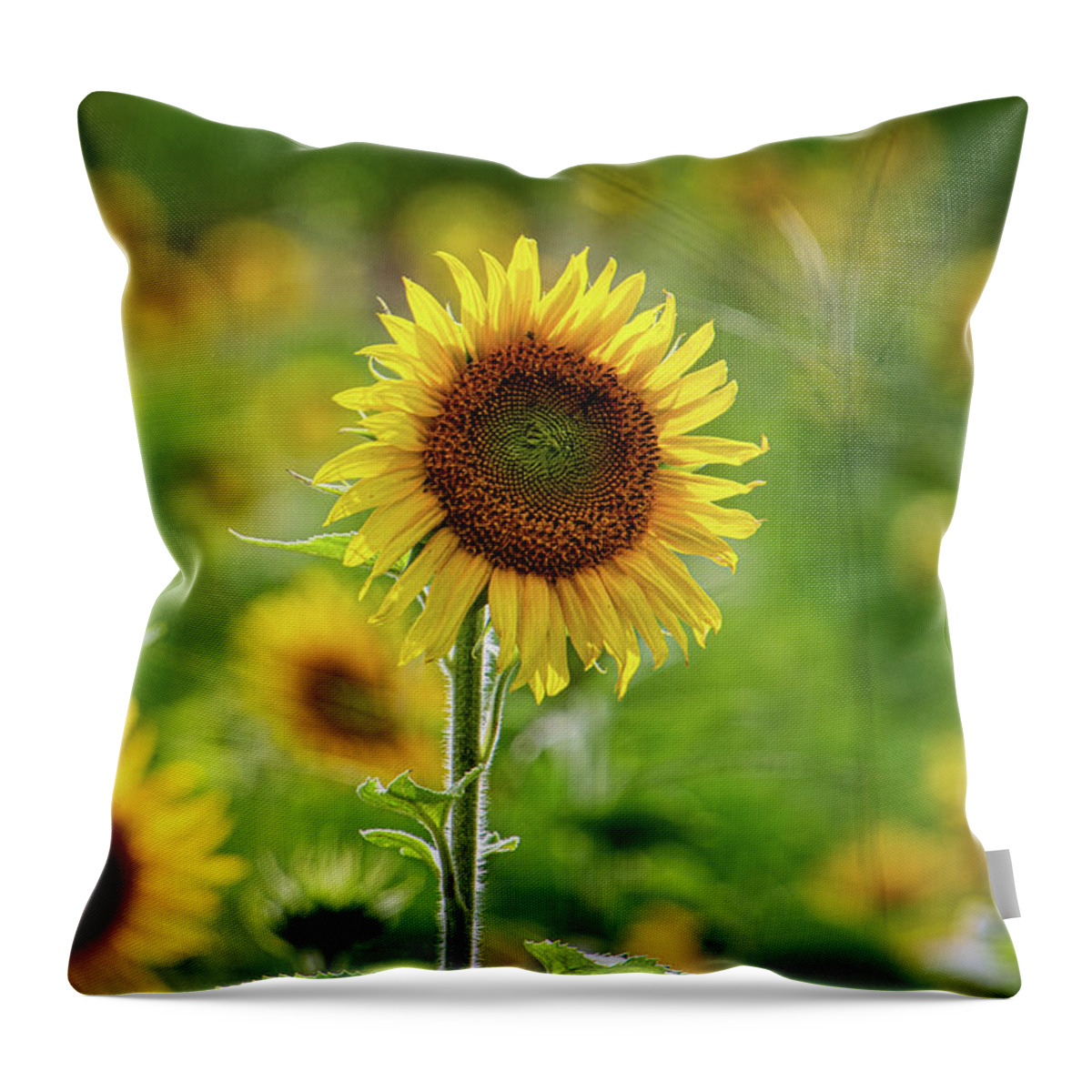 Sunflower Throw Pillow featuring the photograph Sunflower by Randy Bayne