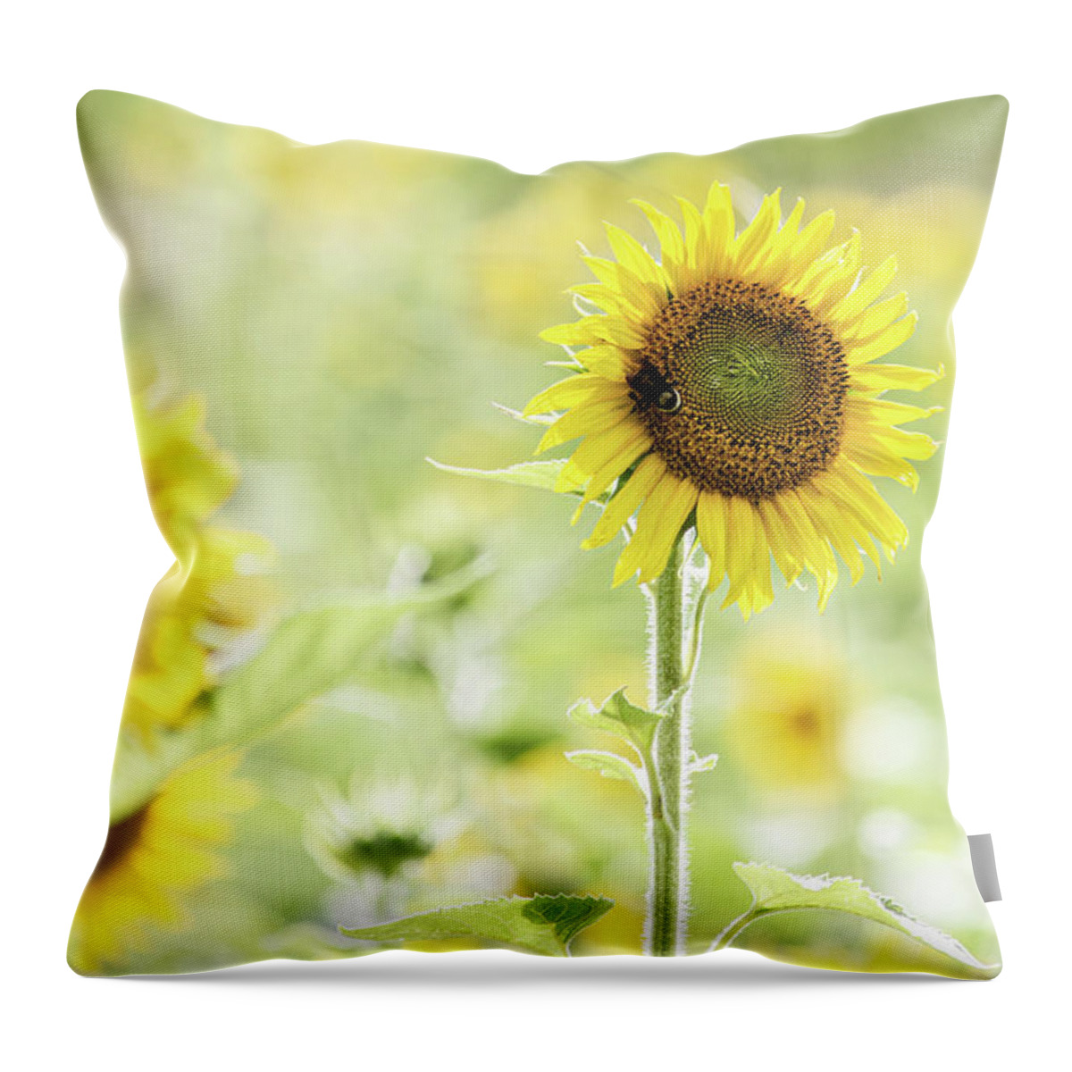 Farm Throw Pillow featuring the photograph Sunflower Soft Light by Randy Bayne