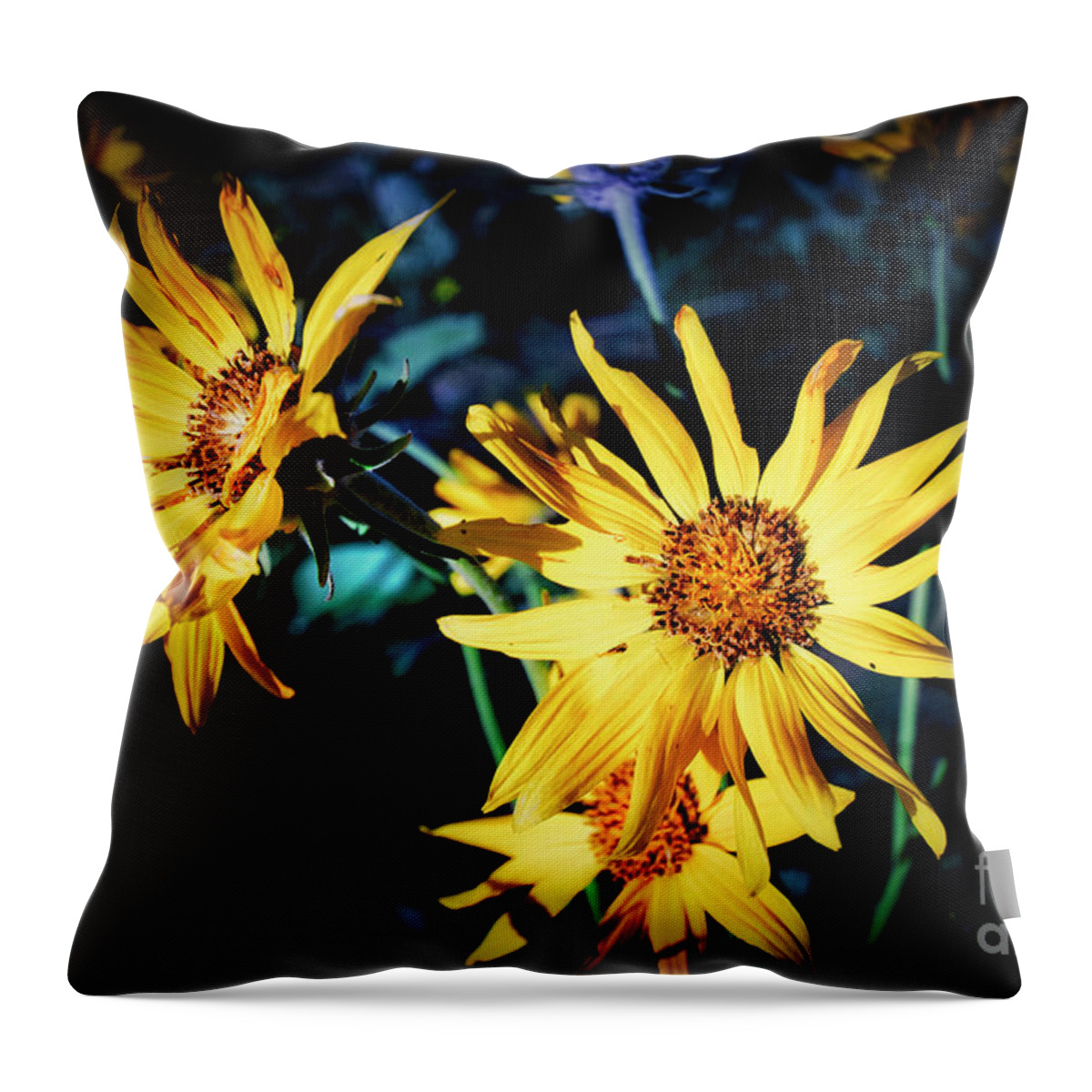 Sunflower Throw Pillow featuring the photograph Sunflower by Thomas Nay