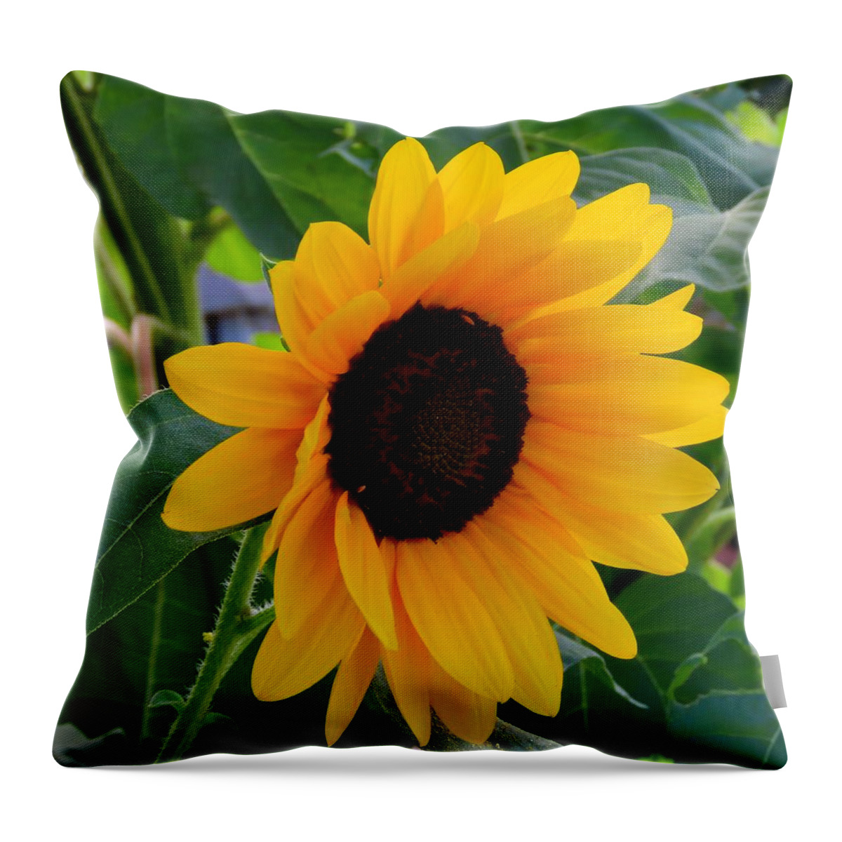 Flowers Throw Pillow featuring the photograph Sunflower - Two by Linda Stern