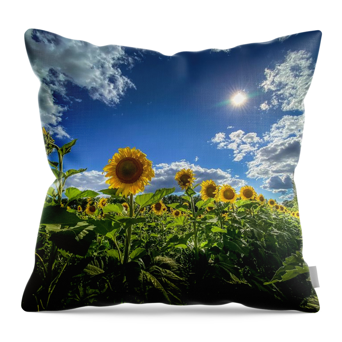 Flower Throw Pillow featuring the photograph Sunflowers in Bloom by Susan Rydberg