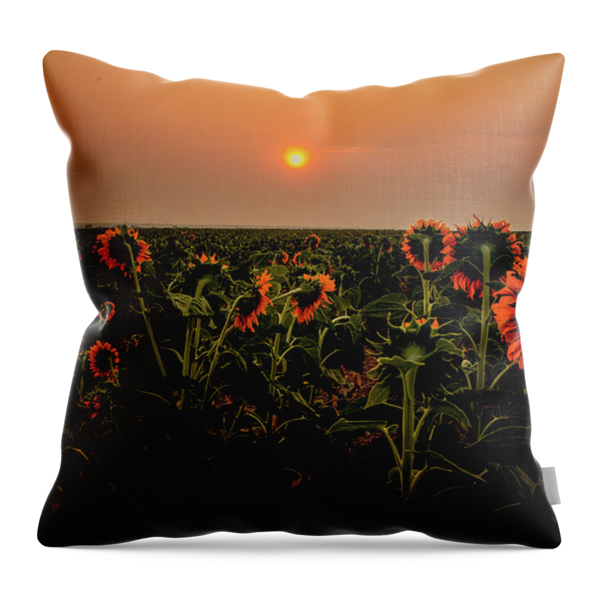 Sunflowers Throw Pillow featuring the photograph Sunflowers in Morning Light by Kevin Schwalbe