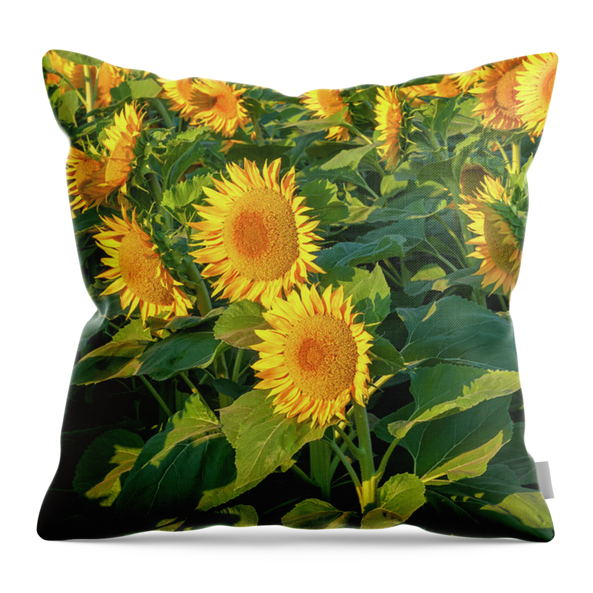 Flower Throw Pillow featuring the photograph Sunflowers by Jonathan Nguyen