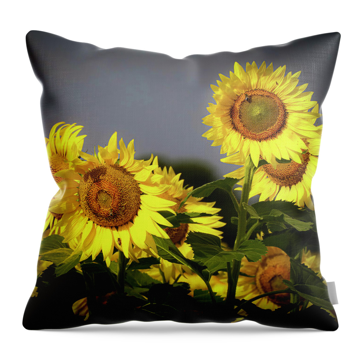 Sunflowers Throw Pillow featuring the photograph Sunflowers on a Cloudy Day by Pam Rendall