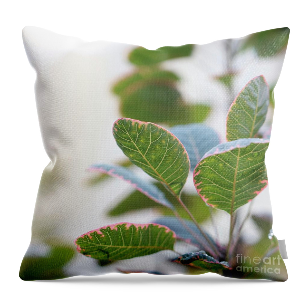 Foliage Throw Pillow featuring the photograph Sunlight on my Leaves by Patricia Youngquist