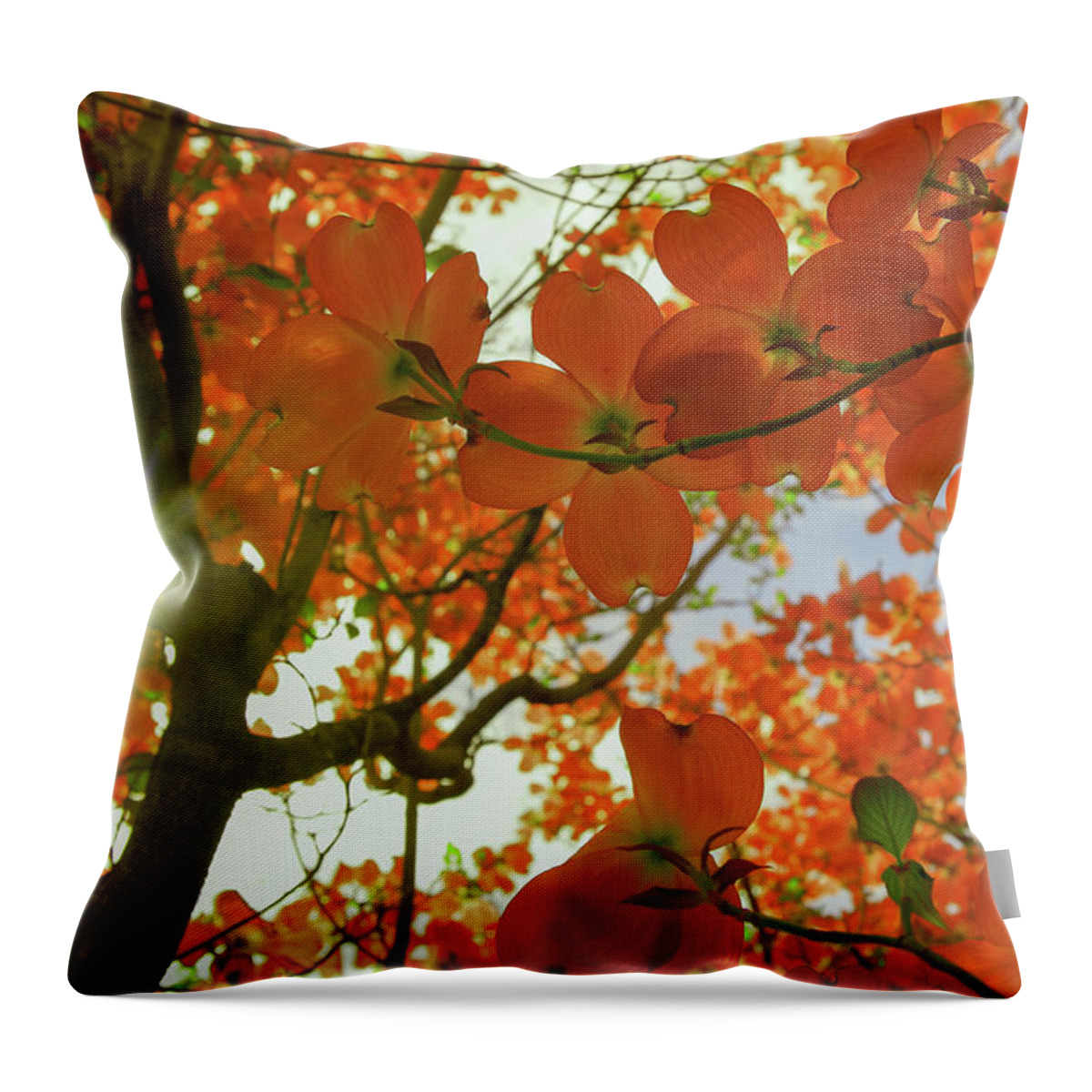 Sun Light Throw Pillow featuring the photograph Sunlight through flowers and leaves by Jeff Swan