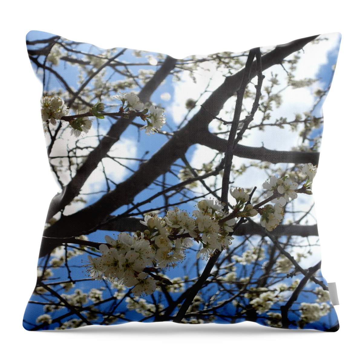 Spring Throw Pillow featuring the photograph Sunlit Blossoms by Amanda R Wright
