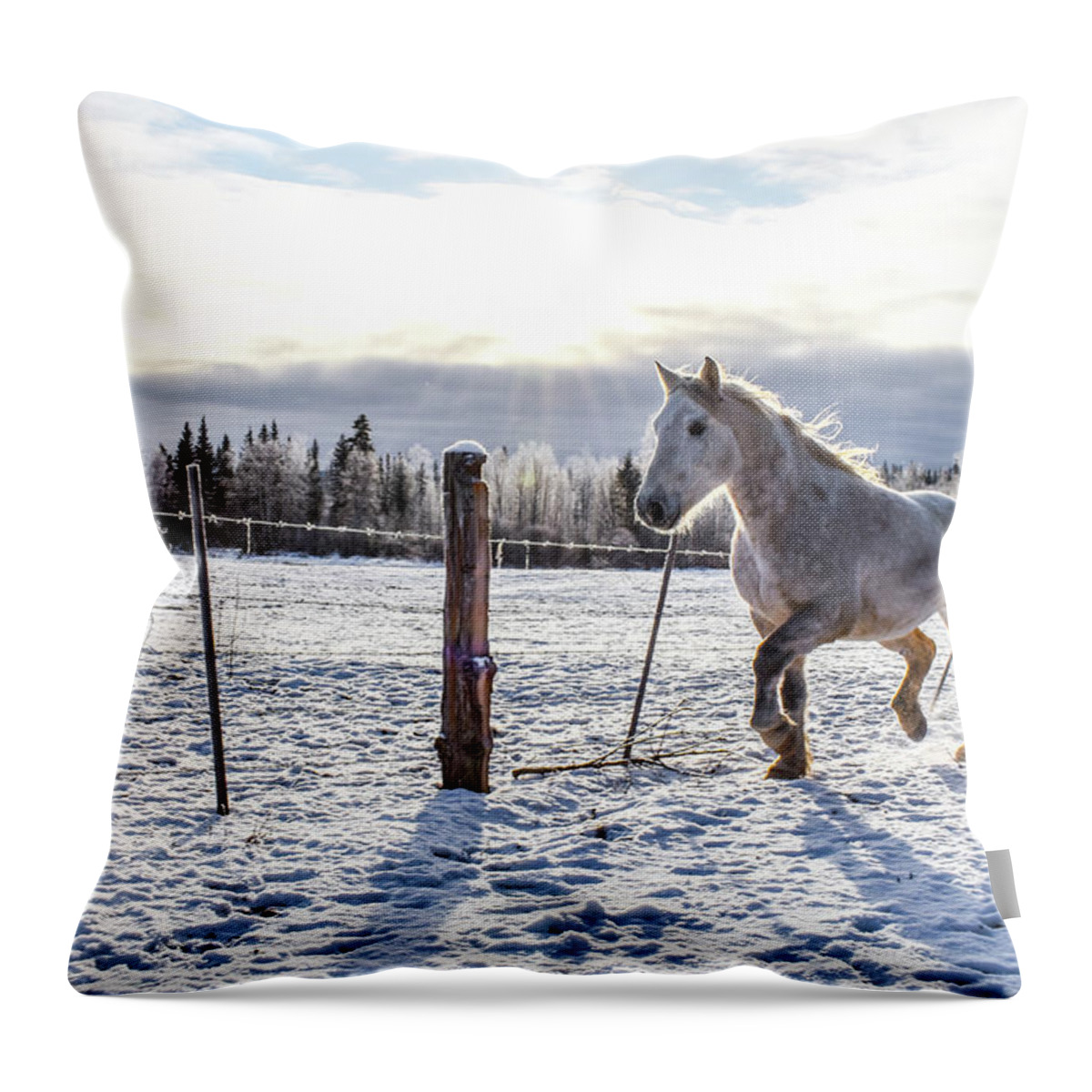 Winter Throw Pillow featuring the photograph Sunlit Passage by Listen To Your Horse