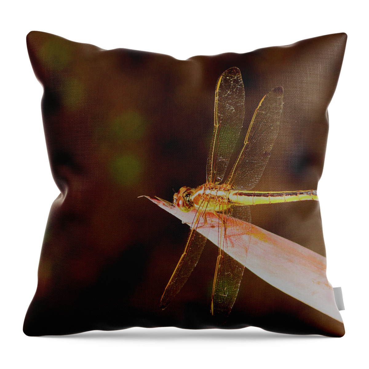 Dragonfly Throw Pillow featuring the photograph Sunning Dragon by Bill Barber