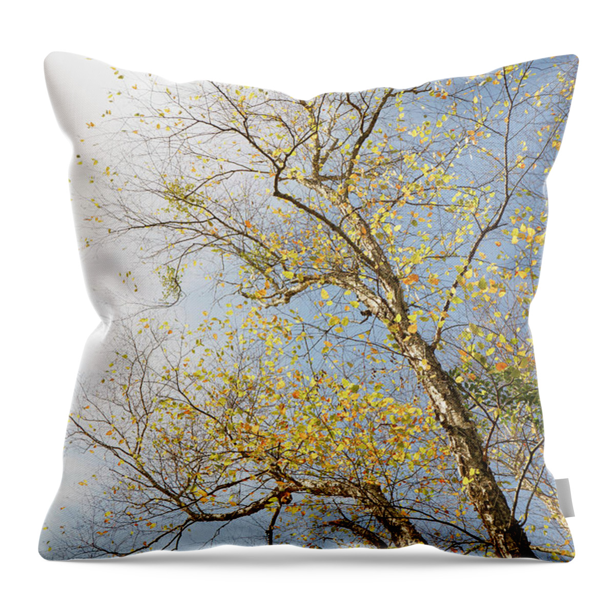 Trees Throw Pillow featuring the photograph Sunny Day by Iris Greenwell