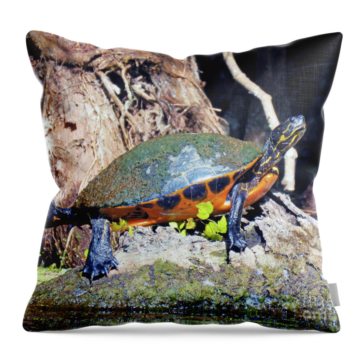 Florida Throw Pillow featuring the photograph Surroundings - Silver Springs Sunbathing Turtle by Chris Andruskiewicz