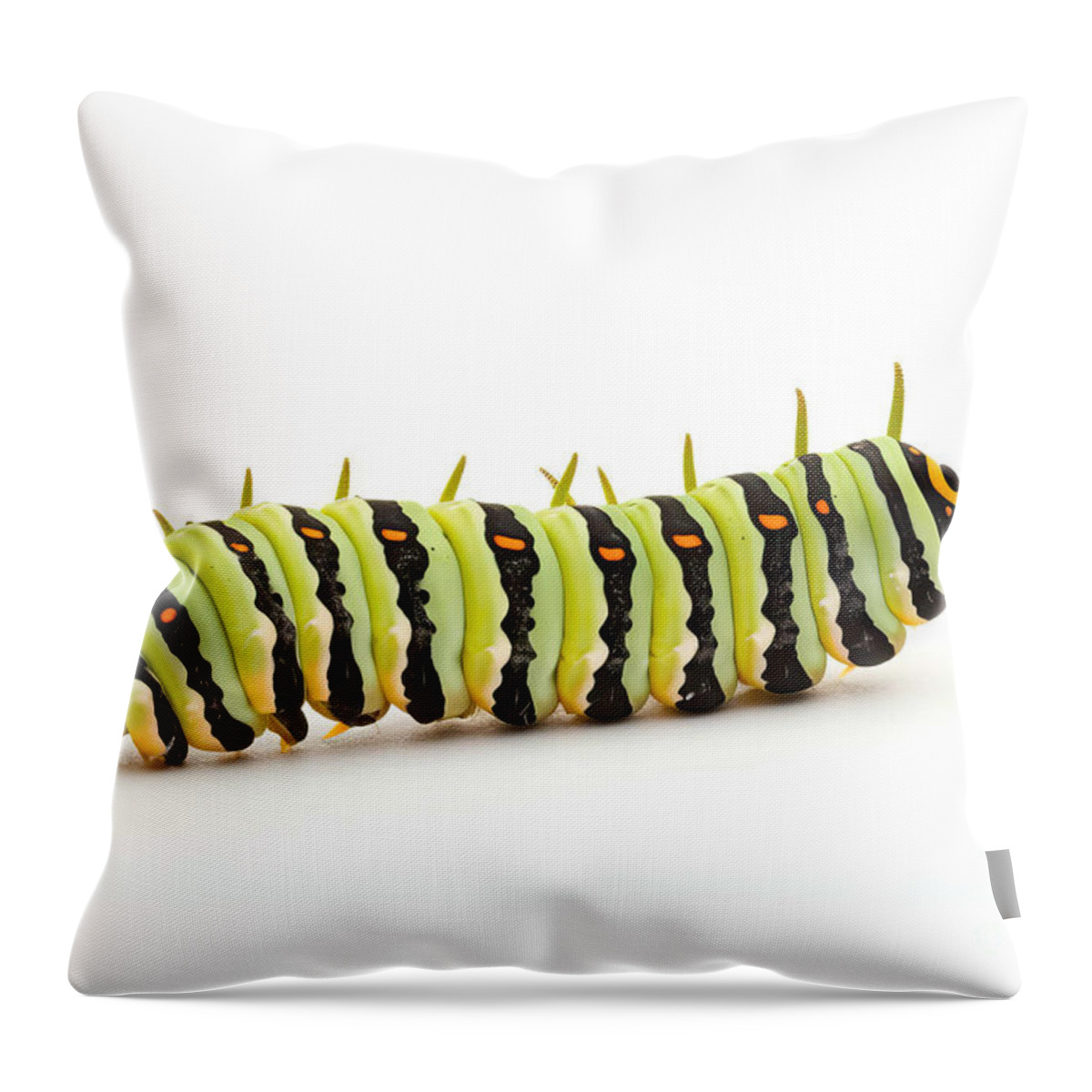 Caterpillar Throw Pillow featuring the painting Swallowtail caterpillar white background by N Akkash