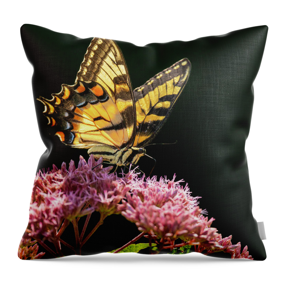 Butterfly Throw Pillow featuring the photograph Swallowtail Summer Light by Rachel Morrison