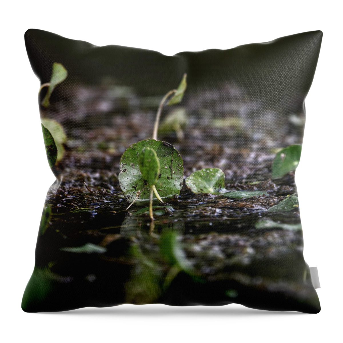 Photo Throw Pillow featuring the photograph Swamp Life by Evan Foster