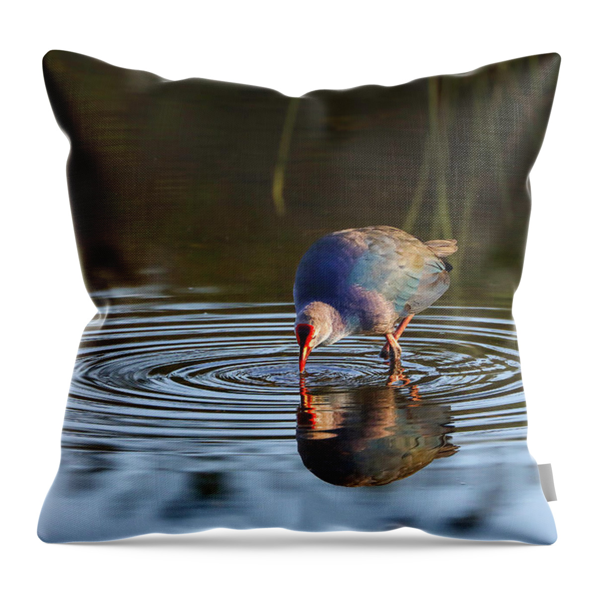 Swamphen Throw Pillow featuring the photograph Swamphen by Juergen Roth