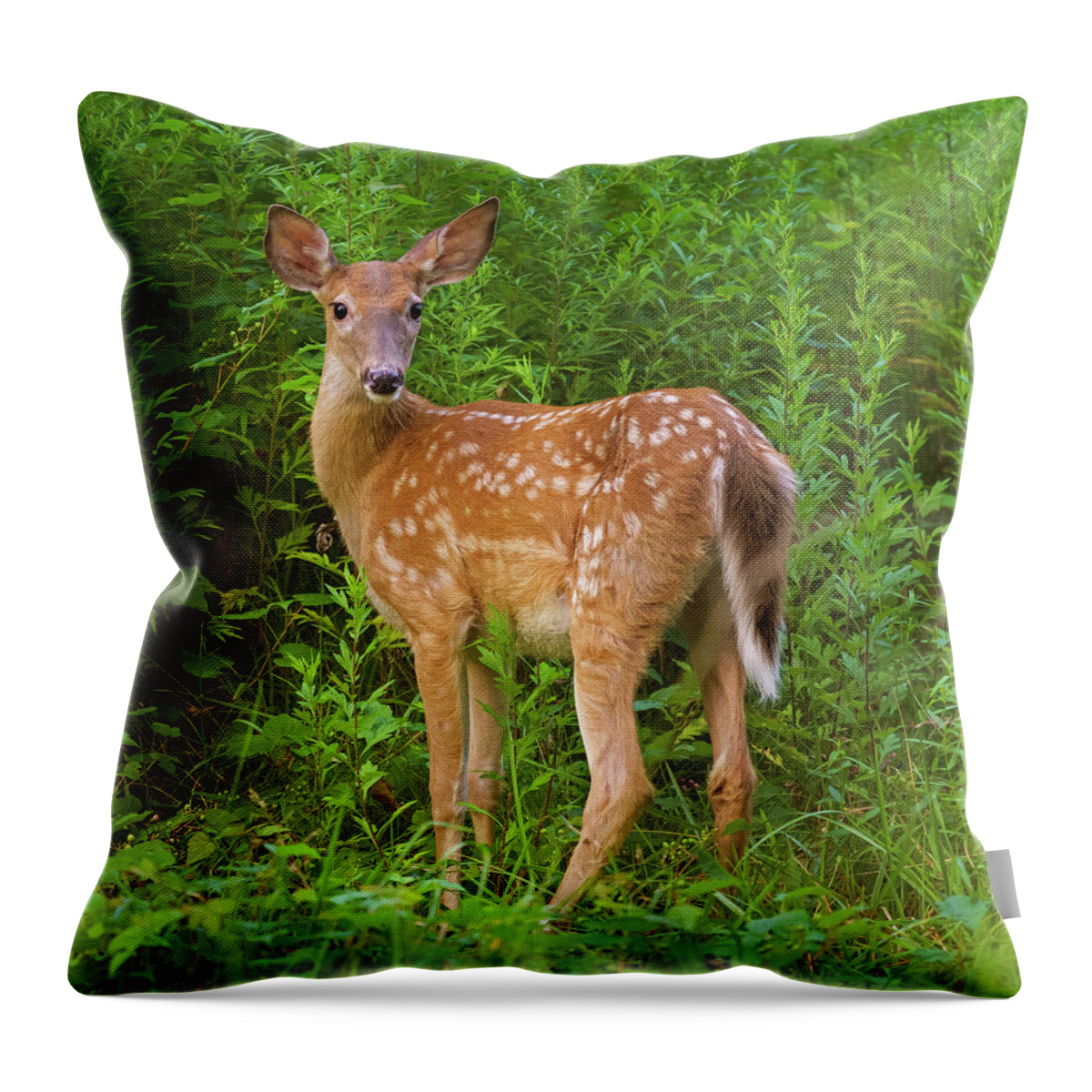 Fawn Throw Pillow featuring the photograph Sweet Fawn in a Thicket by Marianne Campolongo