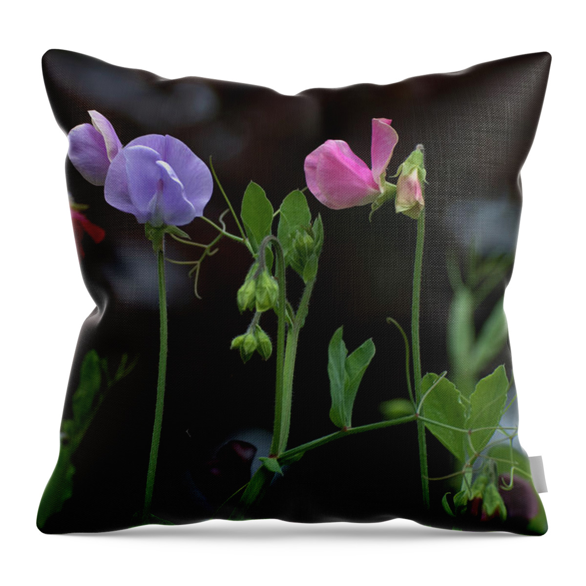 Sweet Pea Throw Pillow featuring the photograph Sweet Peas by Rob Hemphill