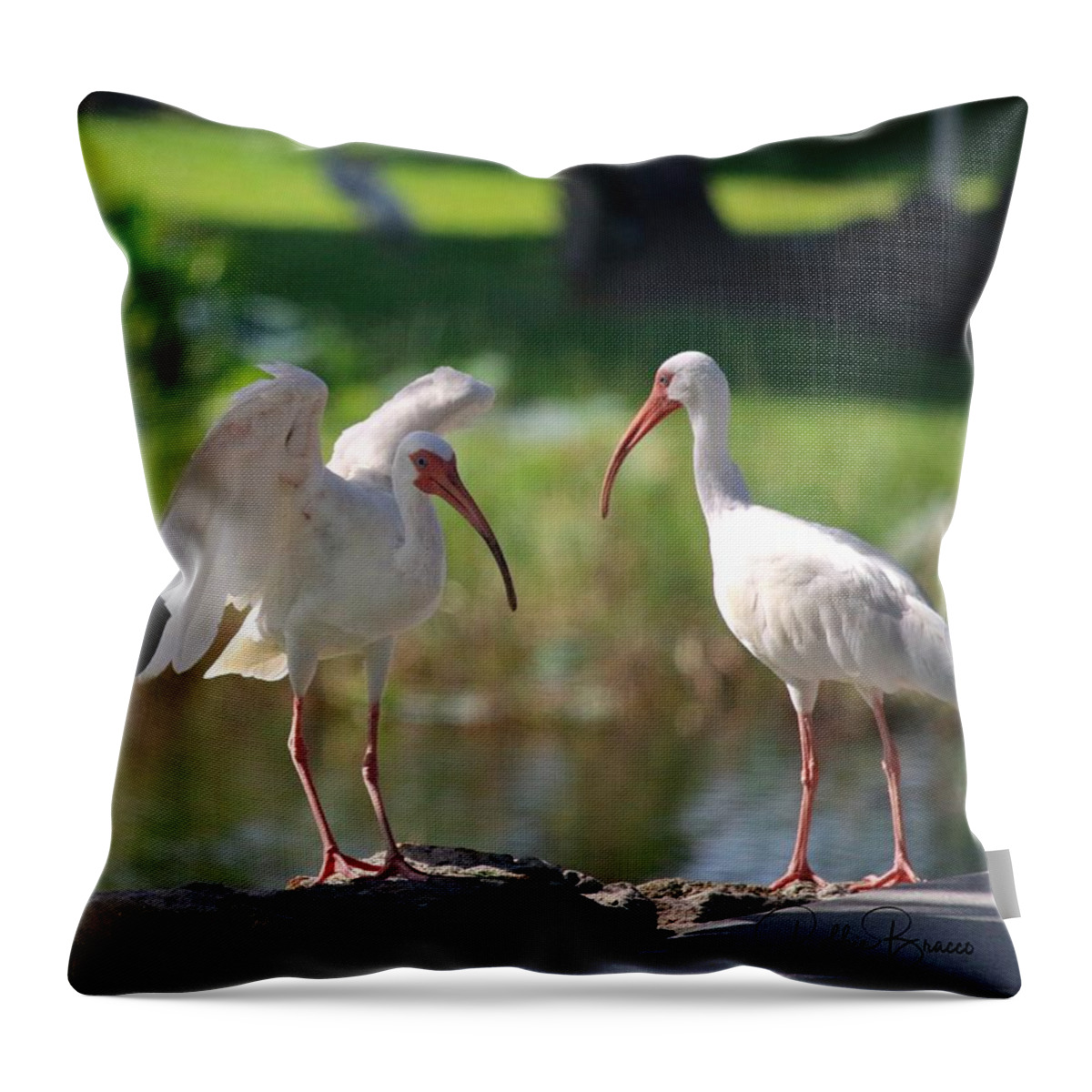 Talking Bird Business Throw Pillow featuring the photograph Talking Bird Business by Philip And Robbie Bracco