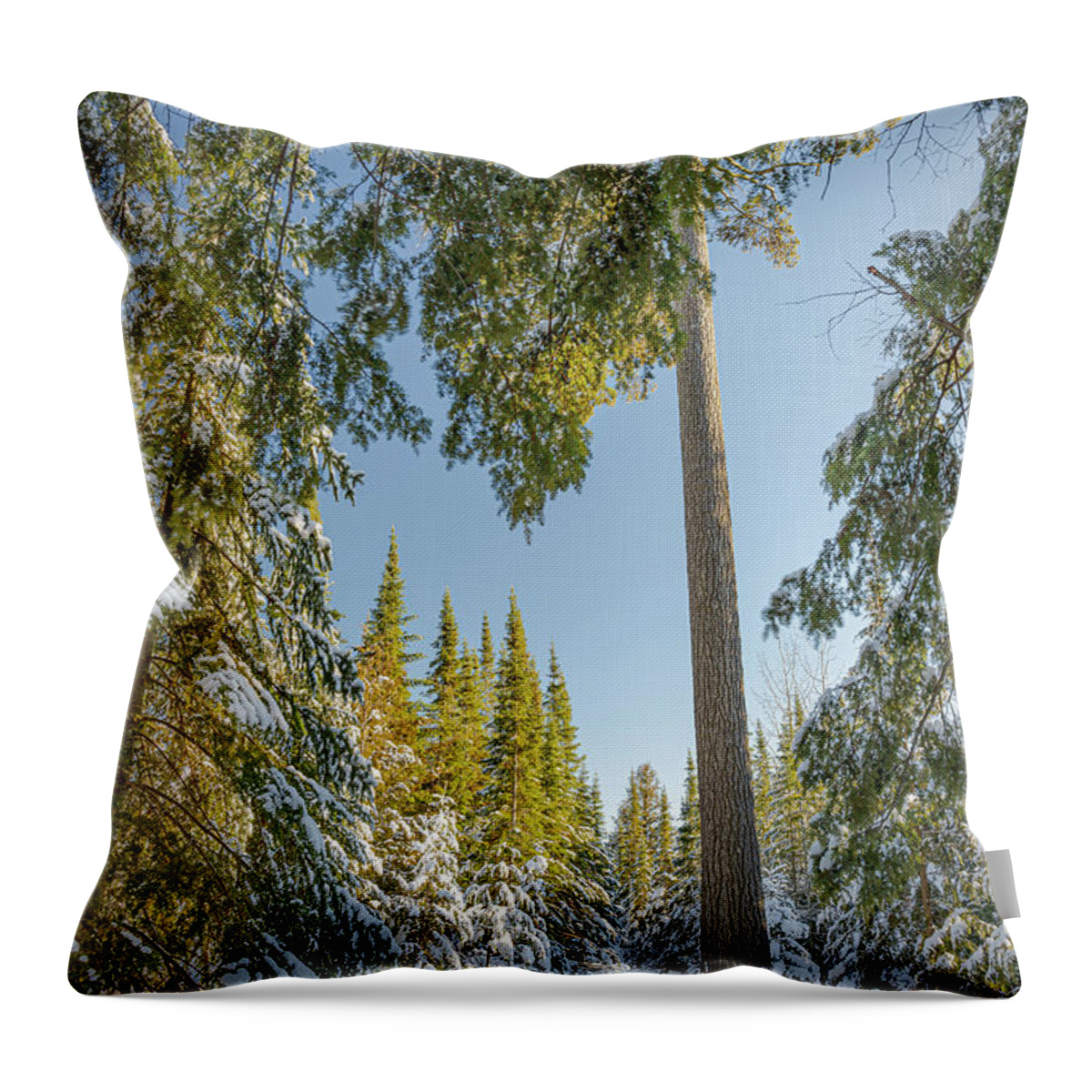 #winter #landscape #photograph #fine Art #door County #wisconsin #midwest #wall Décor #wall Art #hiking #walking #long Exposure #focus Stacking #hdr Photography #adventure #outside #environment #outdoor Lover #snow #ice #cold #snowshoeing # Cross Country Skiing   Throw Pillow featuring the photograph Tall by David Heilman