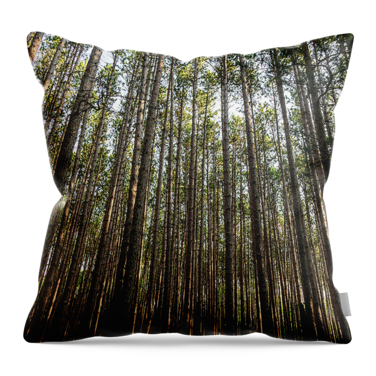 Trees Throw Pillow featuring the photograph Tall Red Pine Forest by Dale Kincaid